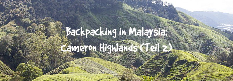 backpacking malaysia cameron highlands