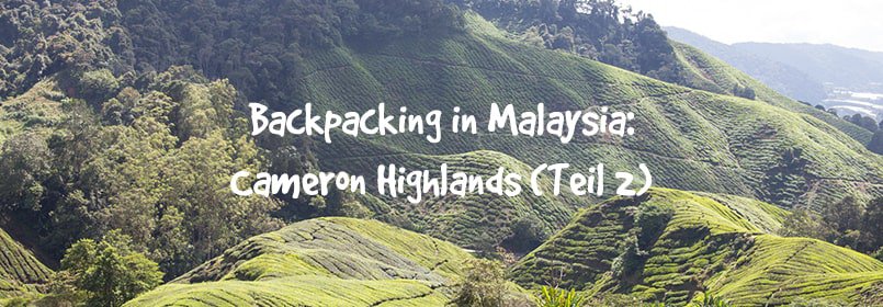 backpacking malaysia cameron highlands