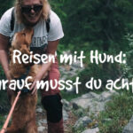 reisen mit hund artikelbild